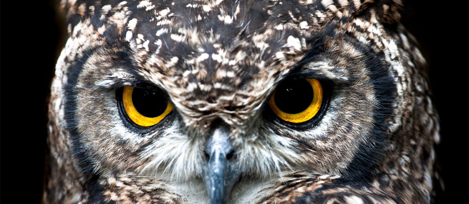Symbol for hyperbole: Image of an owl's wise eyes telling you not to use hyperbolic puffery.