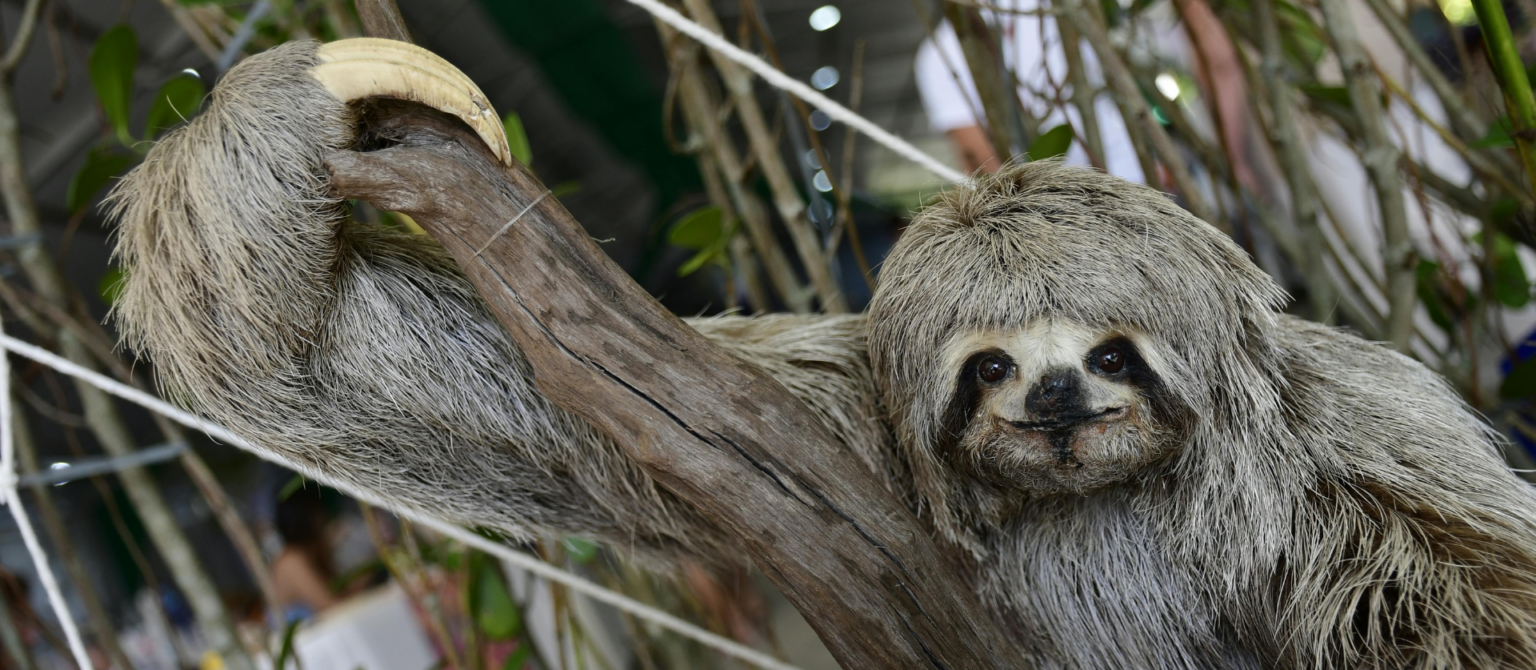 An image of a sloth represents how a slow website can affect user experience and search rankings.