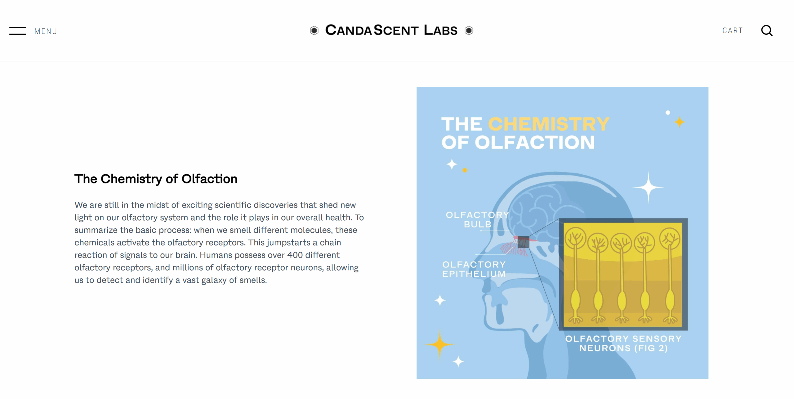 A screenshot from the CandaScent Labs website that explains the olfactory system represents how science-backed content helps the consumer brand position itself as a wellness expert.