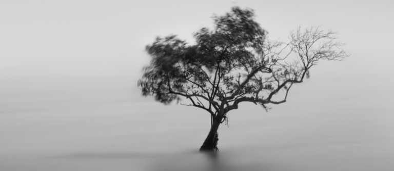 Solitary tree bending in wind over still water, illustrating how B2B customer case studies lose clarity when key results aren’t visible.